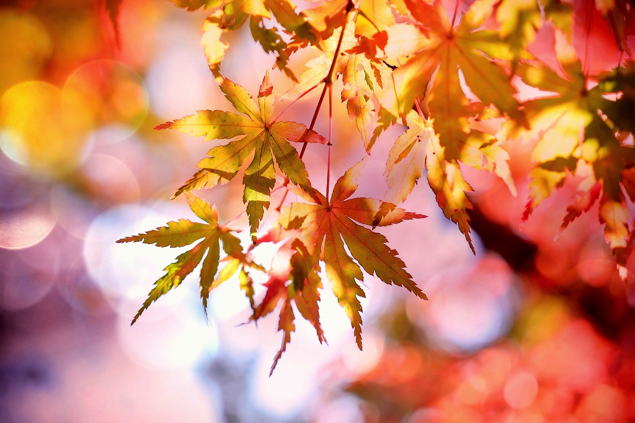 Symbolbild Herbstlaub